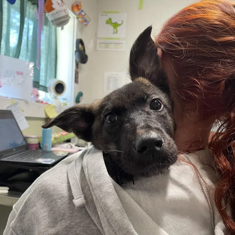 A baby medium-sized female Brown / Chocolate German Shepherd Dog dog named Rah Rah for adoption in Eureka Springs, AR