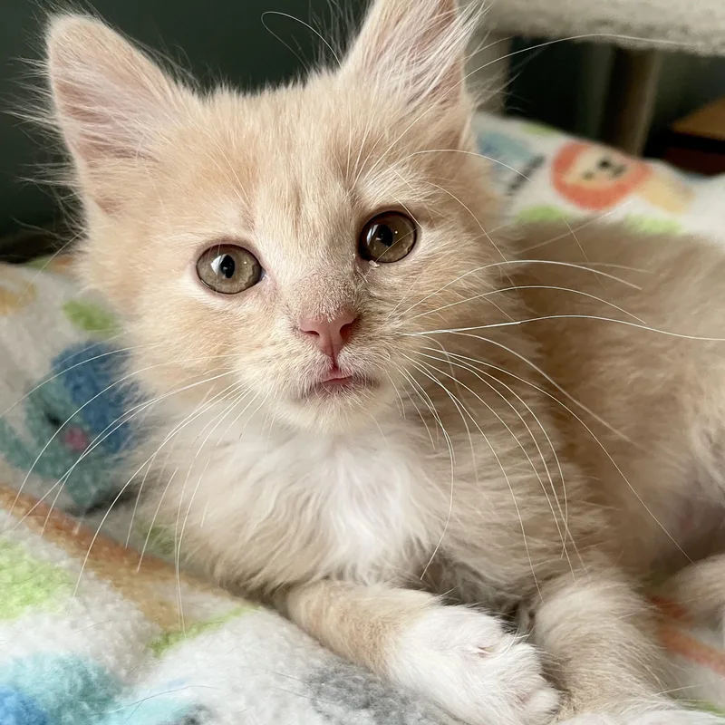 A baby medium-sized male Buff & White Domestic Long Hair cat named Johnny for adoption in Greensboro, NC