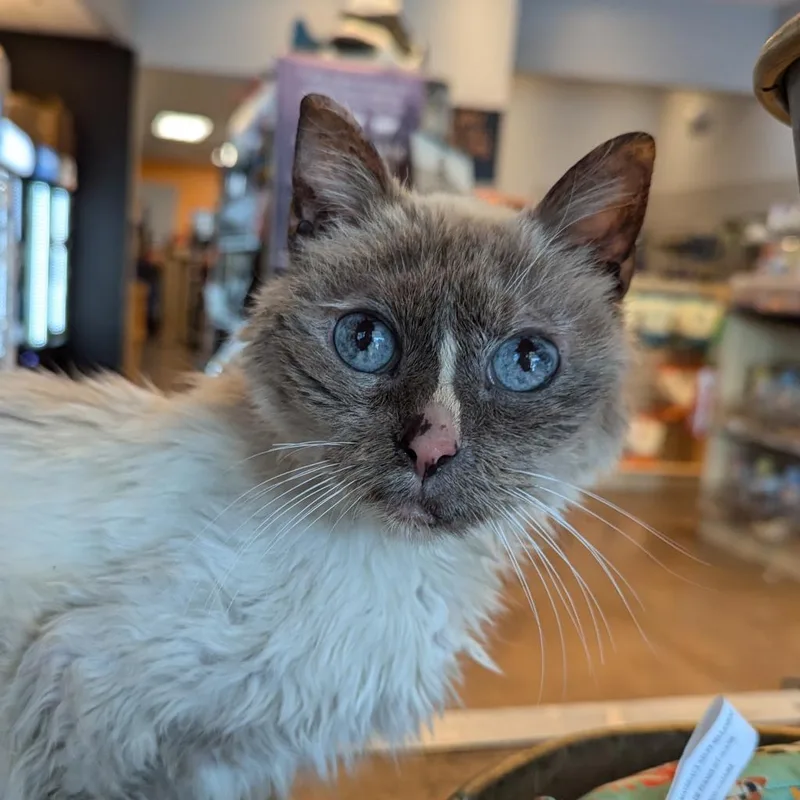 A senior medium-sized female Cream / Ivory Domestic Short Hair cat named Mouse for adoption in Morrison, CO