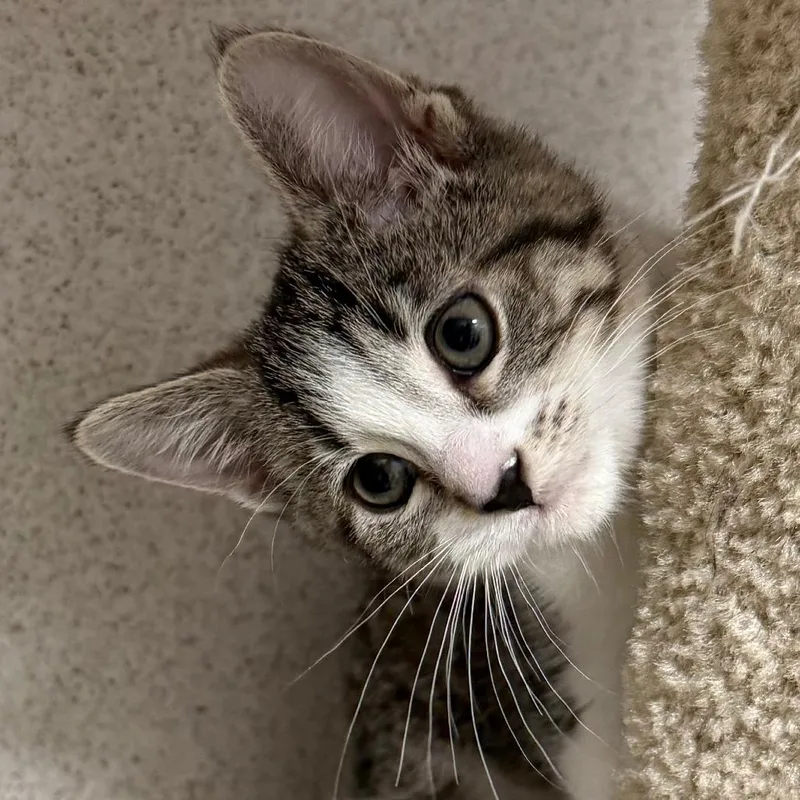 A baby small-sized female Brown / Chocolate Domestic Short Hair cat named River for adoption in Naperville, IL