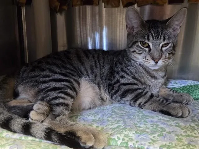 A baby small-sized male Domestic Short Hair cat named Fred for adoption in Ames, IA