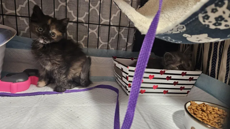 A baby large-sized female Domestic Long Hair cat named Nani & Lilo for adoption in Aloha, OR