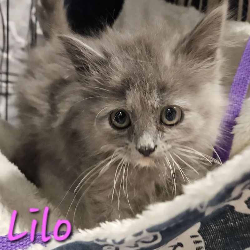Nani & Lilo thumbnail 2