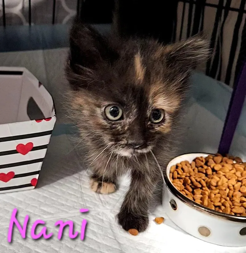 Nani & Lilo thumbnail 6