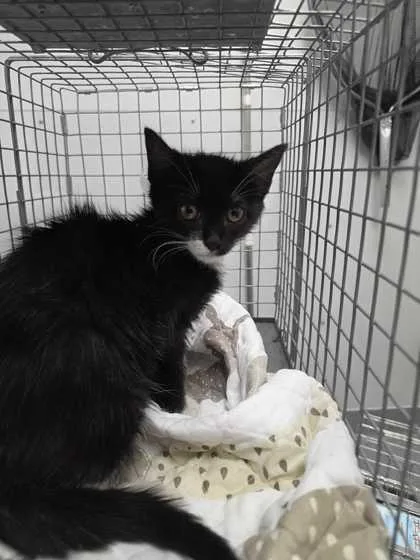 A baby small-sized female Domestic Short Hair cat named Sailor for adoption in Sevierville, TN