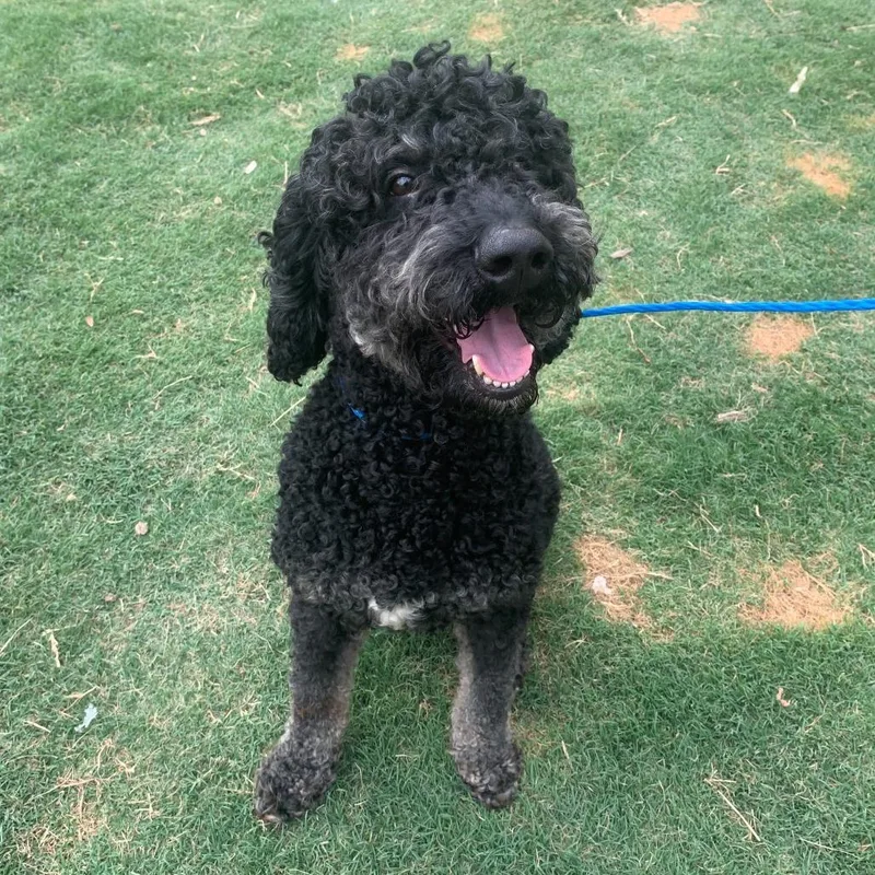 An adult medium-sized male Black Poodle dog named Virgil for adoption in Brooklyn, NY