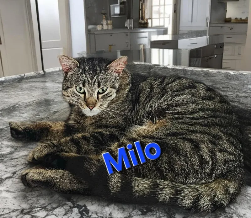 An adult medium-sized male Domestic Short Hair cat named Milo for adoption in Jim Thorpe, PA