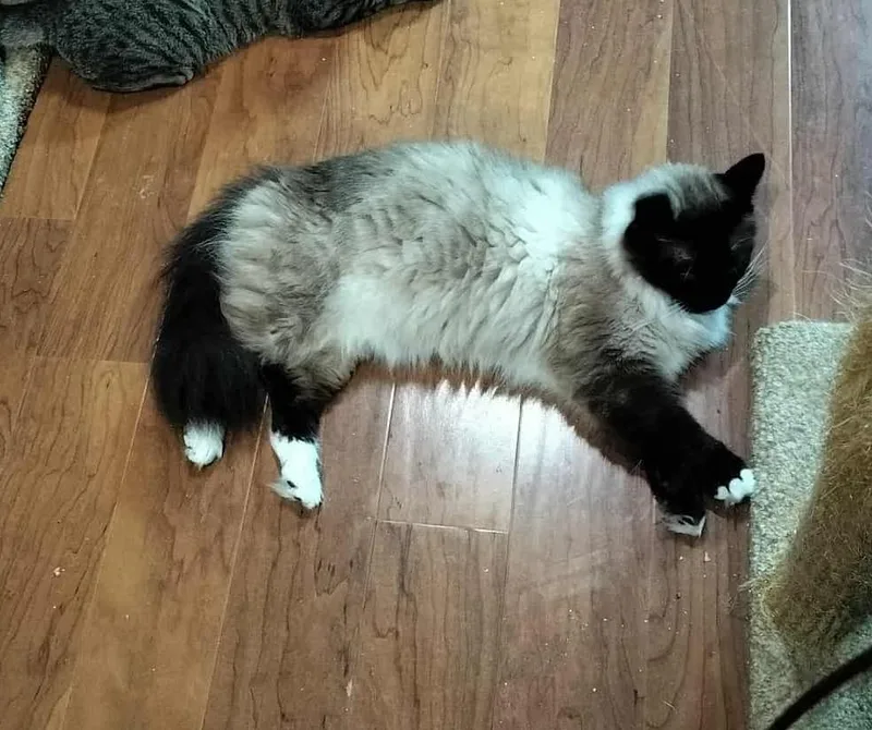 A young large-sized male Chocolate Point Ragdoll cat named Toulouse for adoption in HEMET, CA