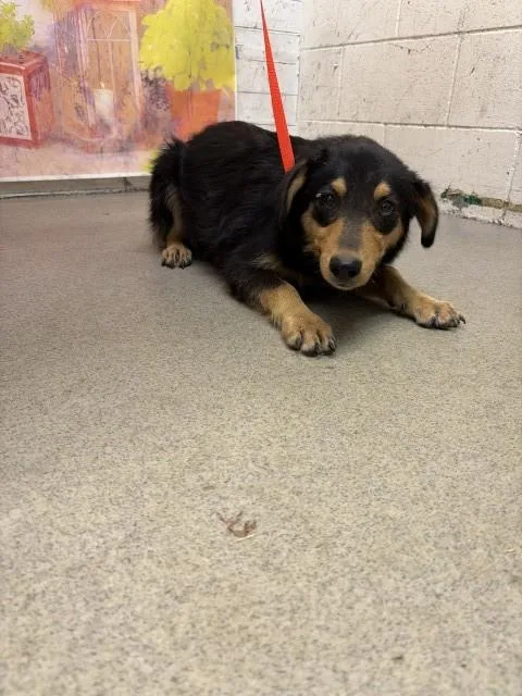A young small-sized female Rottweiler dog named Penny for adoption in San Bernardino, CA