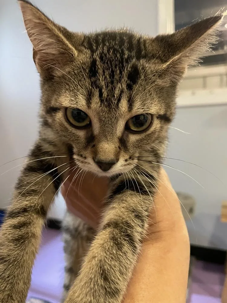 A baby medium-sized female Domestic Short Hair cat named Crenshaw Melon for adoption in Ferndale, MI
