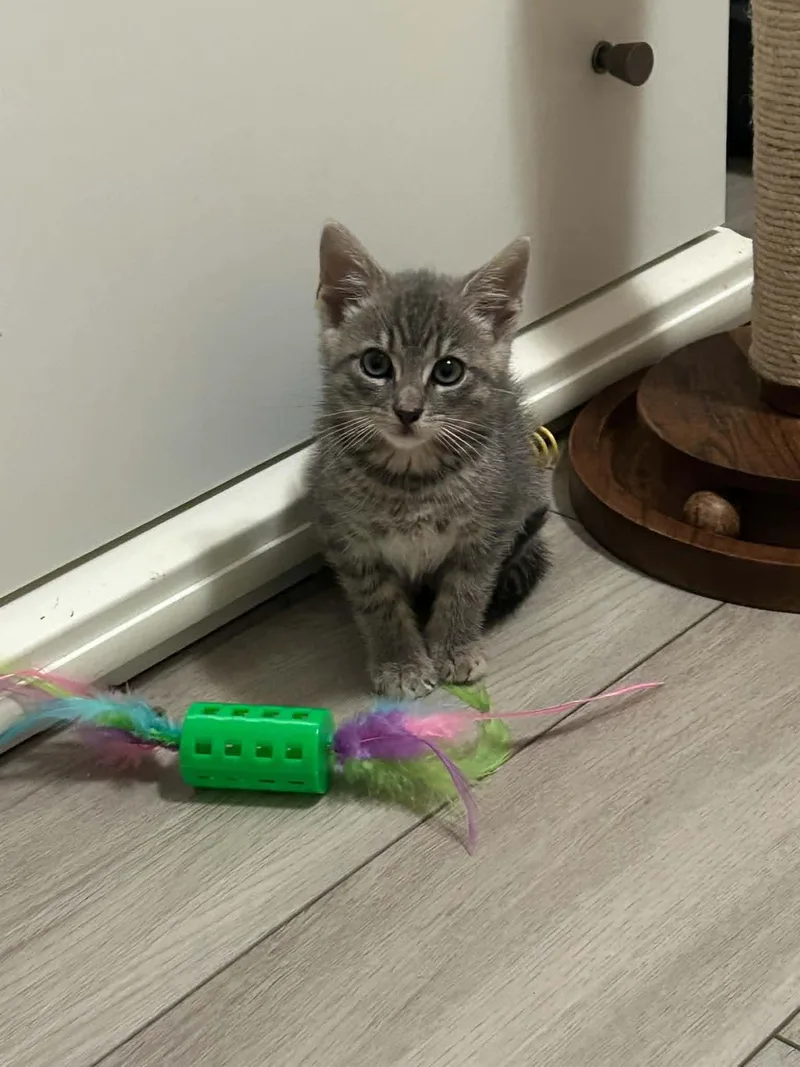 A baby medium-sized male Tabby (Gray / Blue / Silver) Domestic Short Hair cat named William for adoption in Wading River, NY