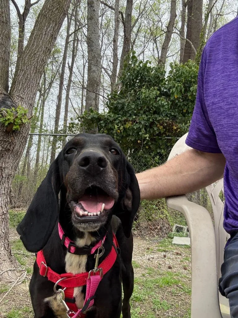 An adult medium-sized female Coonhound dog named Ruby for adoption in Hampton, VA