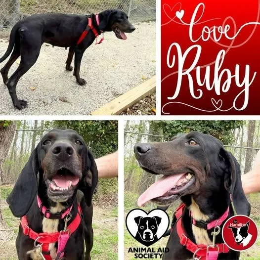 Ruby thumbnail 4