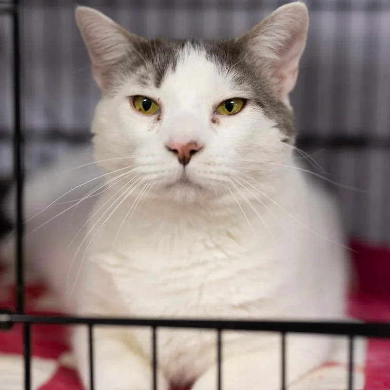 An adult extra large-sized male White Domestic Medium Hair cat named Clyde for adoption in North Branford, CT