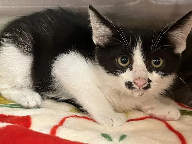 A baby small-sized male Domestic Short Hair cat named Oreo for adoption in Tustin, CA