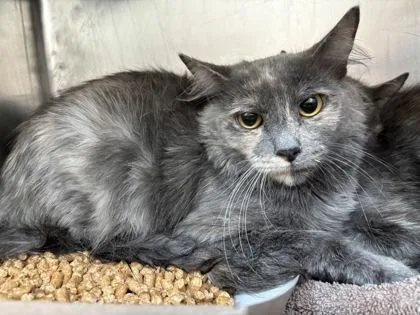 An adult medium-sized female Gray / Blue / Silver Domestic Medium Hair cat named Penny for adoption in El Paso, TX