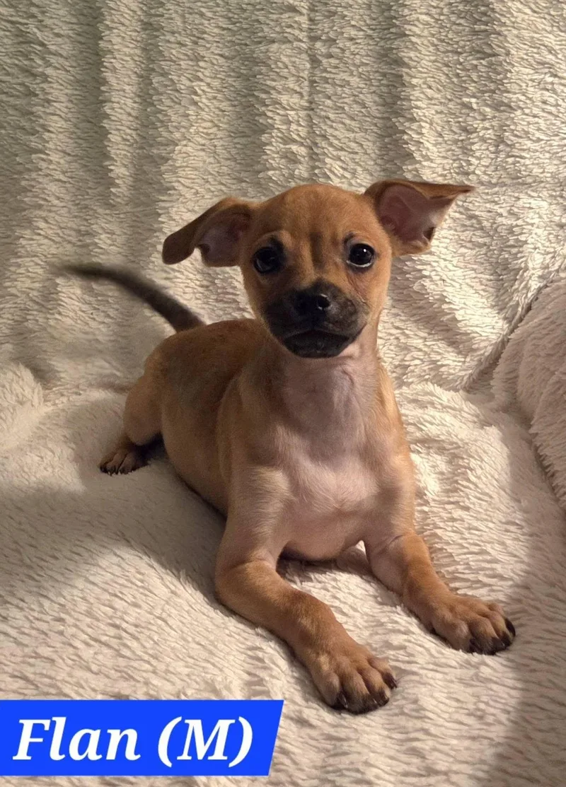 A baby small-sized male Yellow / Tan / Blond / Fawn Chiweenie dog named Flan for adoption in Oakdale, CA