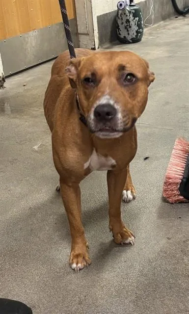 A young large-sized female Pit Bull Terrier dog named Ricotta for adoption in Upper Marlboro, MD