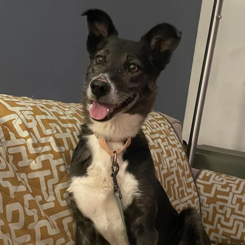 An adult medium-sized female Border Collie dog named Nala for adoption in Fort Collins, CO