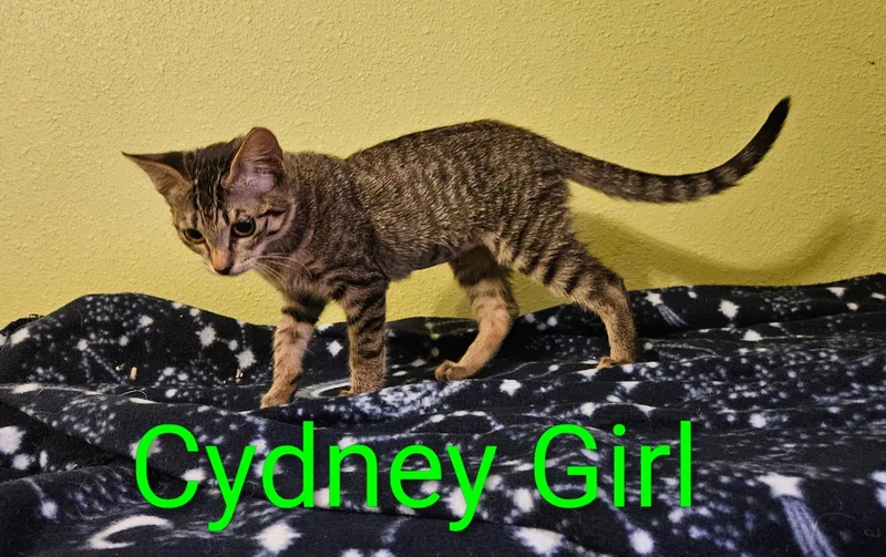 A baby small-sized female Tabby (Brown / Chocolate) Tabby cat named Cydney Girl  North for adoption in Spring, TX