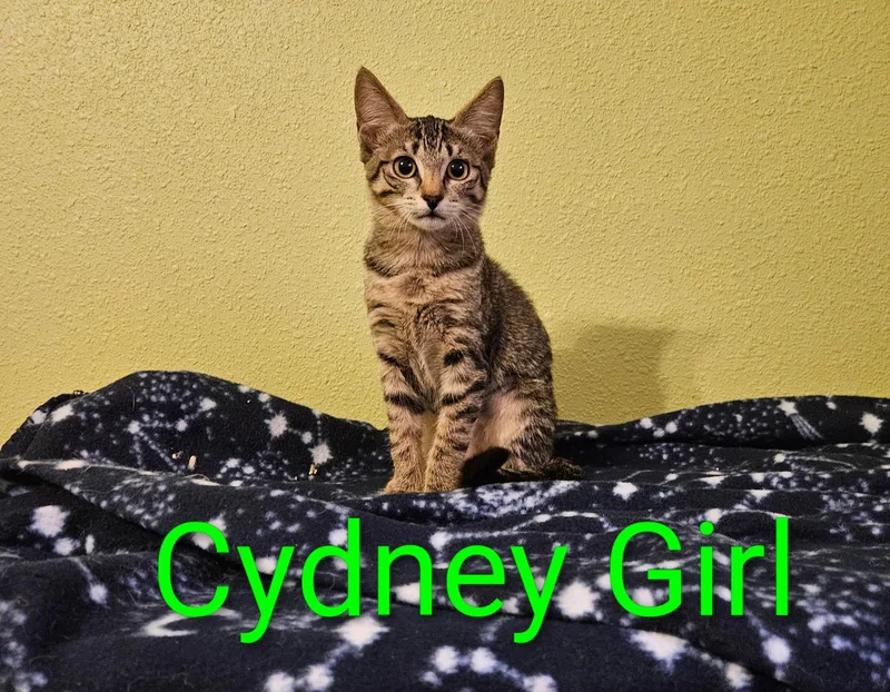 Cydney Girl  North thumbnail 2