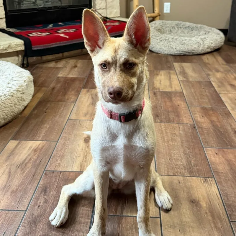 A young medium-sized female Brown / Chocolate Shepherd dog named Journey for adoption in Boerne, TX