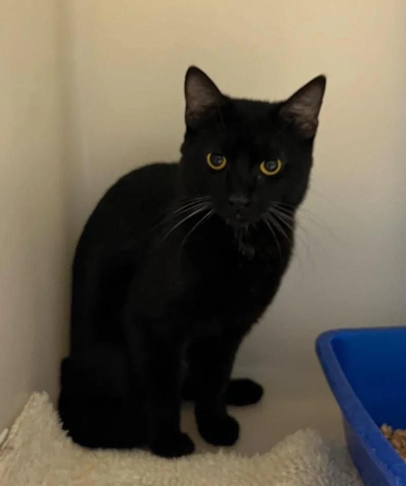 A young medium-sized male Domestic Short Hair cat named Heihei for adoption in Danielsville, GA