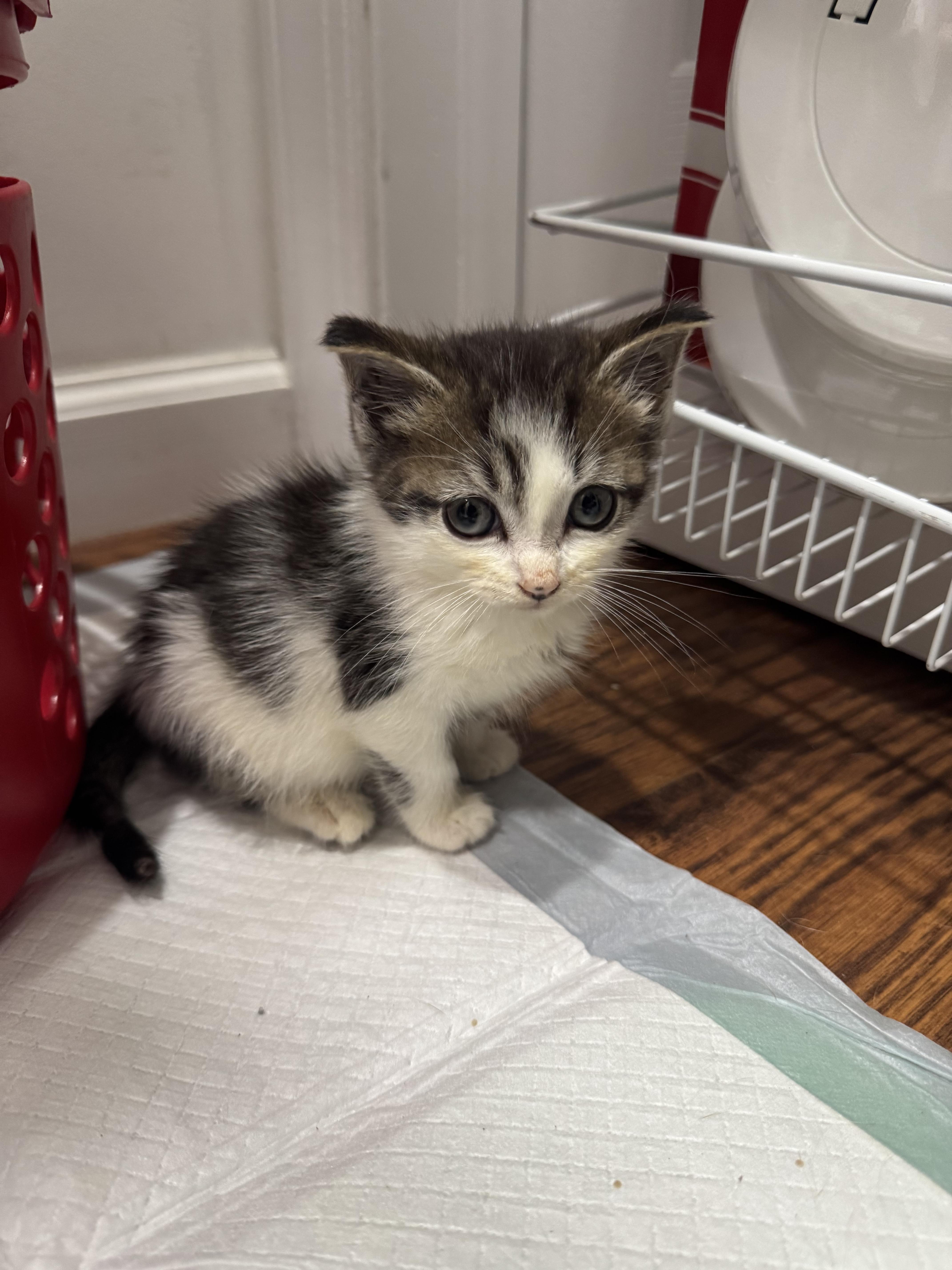 A baby small-sized male Domestic Short Hair cat named Loki for adoption in Bayonne, NJ