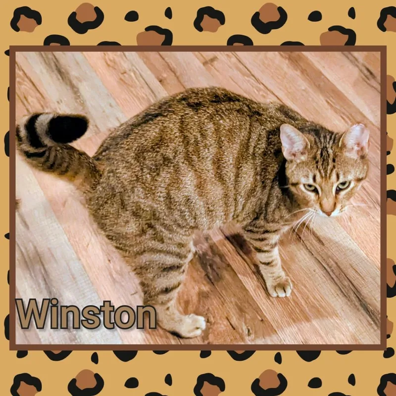 Winston thumbnail 2