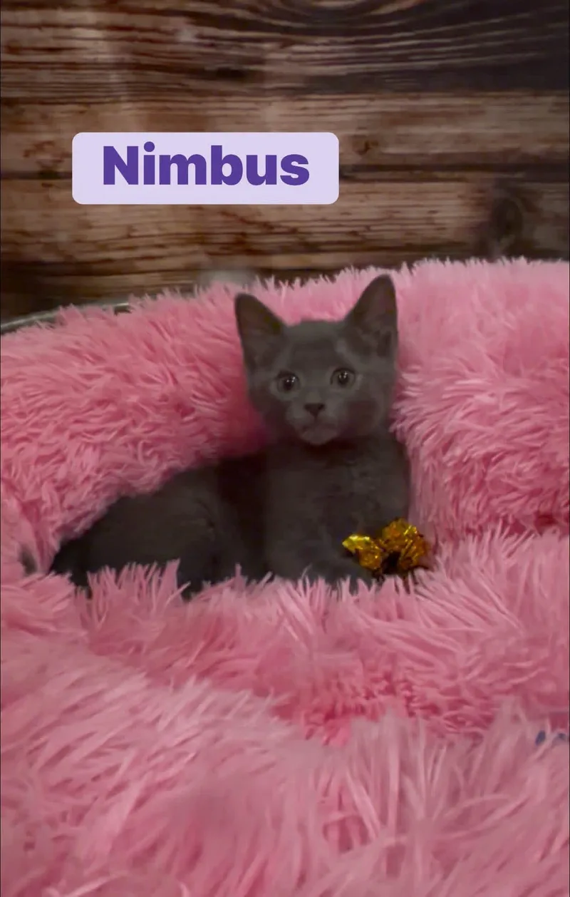 A baby medium-sized female Russian Blue cat named Nimbus for adoption in Crown Point, IN