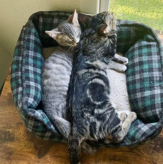 A baby medium-sized male Tabby (Gray / Blue / Silver) Tabby cat named Milkshake for adoption in Tulsa, OK