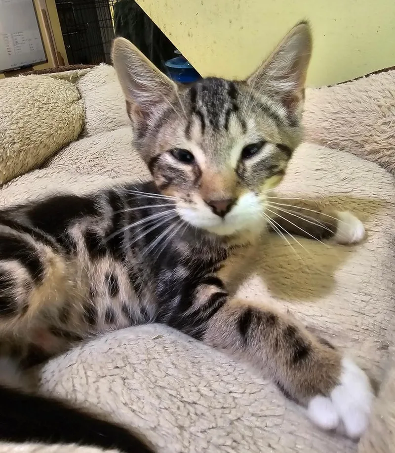 A baby small-sized male Gray / Blue / Silver Domestic Short Hair cat named Anakin for adoption in Greensboro, NC