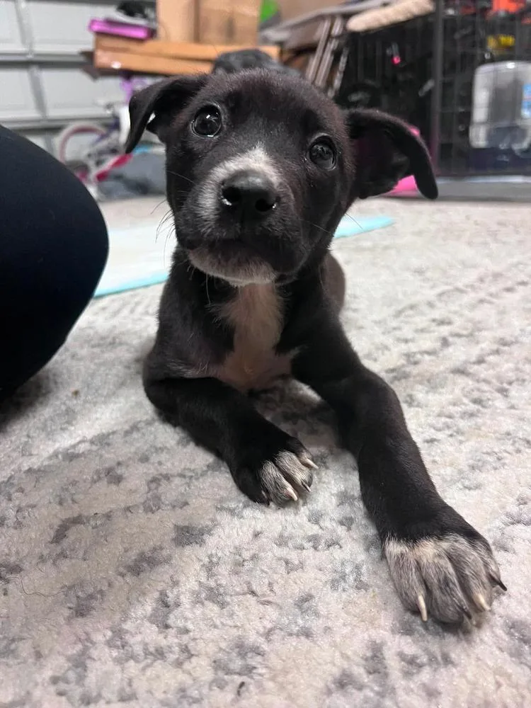 A baby small-sized female Black Mixed Breed dog named Rose for adoption in Wendell, NC