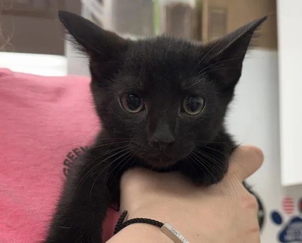 Juniper