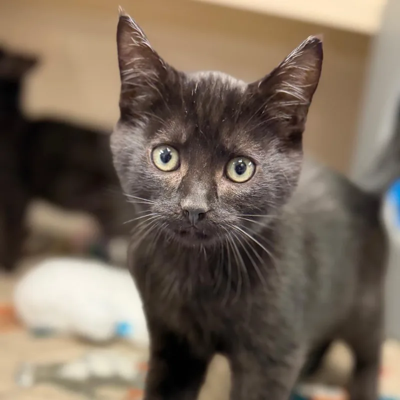 A baby small-sized male Domestic Short Hair cat named Oscar for adoption in Watertown, NY