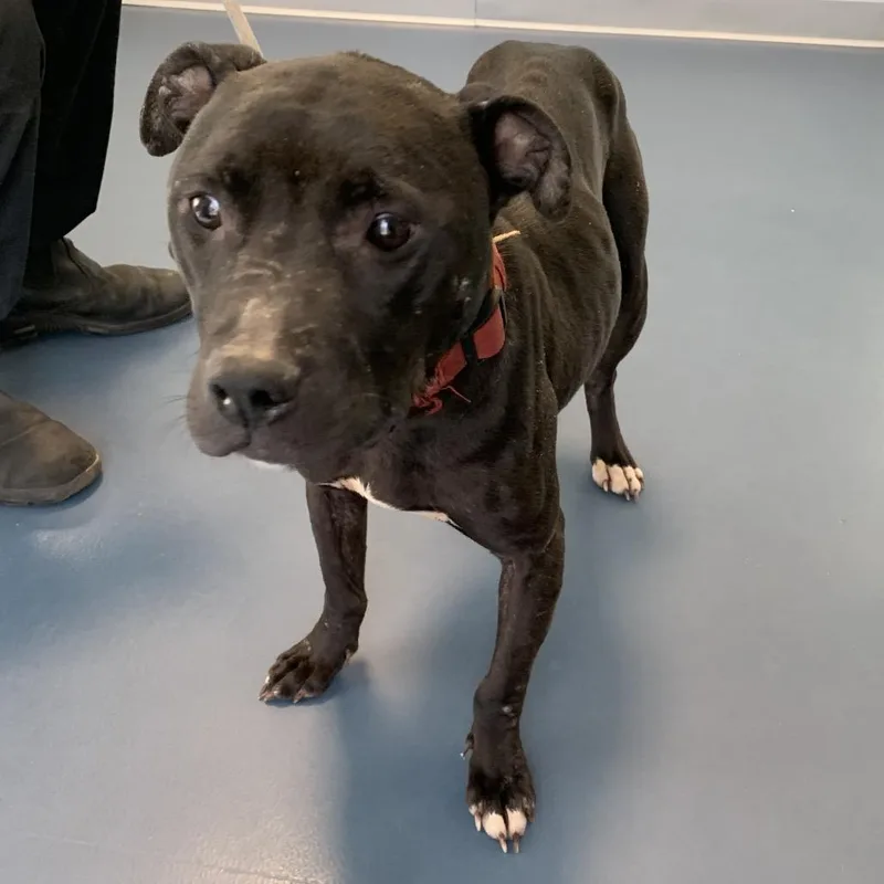 An adult medium-sized female Black Pit Bull Terrier dog named Diva for adoption in Greensboro, NC