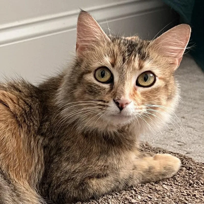 An adult medium-sized female Domestic Medium Hair cat named Freckles for adoption in Candler, NC