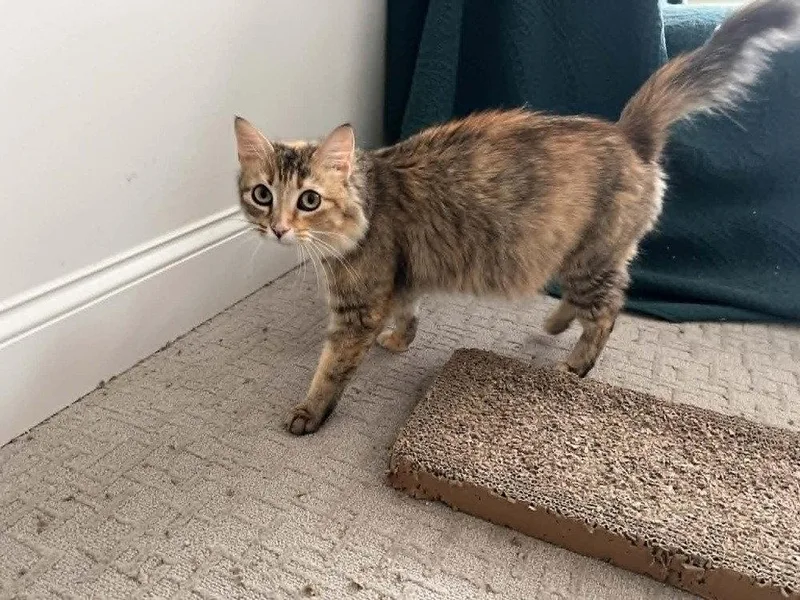 Freckles thumbnail 2