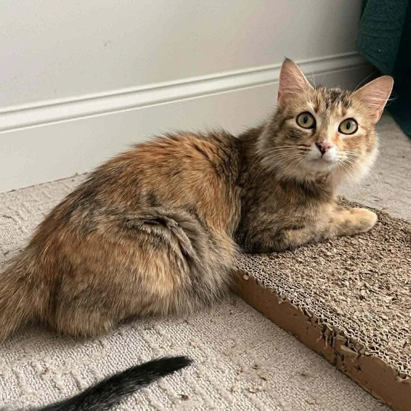 Freckles thumbnail 3