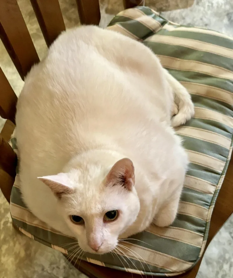 A senior large-sized female Domestic Short Hair cat named Mouse for adoption in BLACK MOUNTAIN, NC