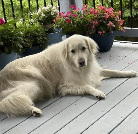 A senior large-sized female Great Pyrenees dog named Rhiannon for adoption in Kiowa, OK