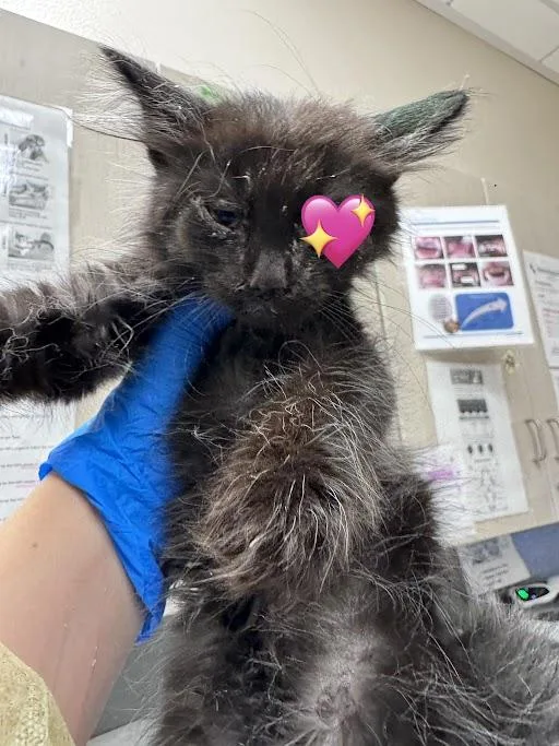 A baby small-sized male Domestic Short Hair cat named Burrito for adoption in Las Vegas, NV