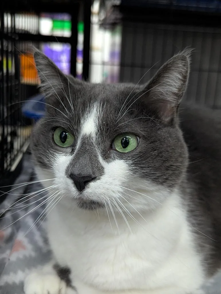 A young medium-sized female Domestic Short Hair cat named Stormie for adoption in St. Cloud, MN