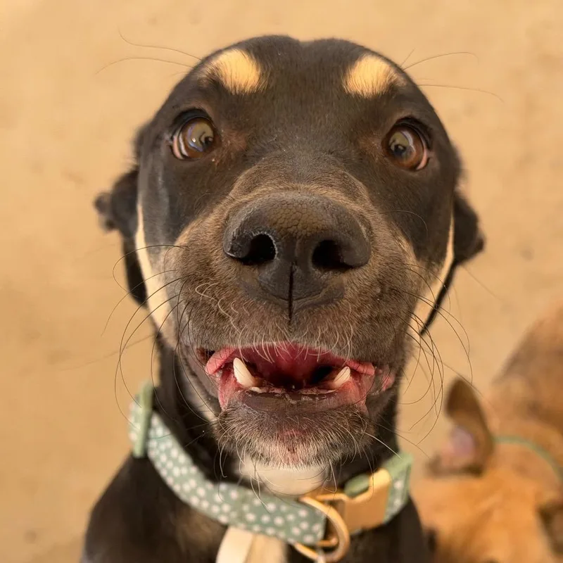 A young small-sized female Black Labrador Retriever dog named Shay for adoption in Durango, CO
