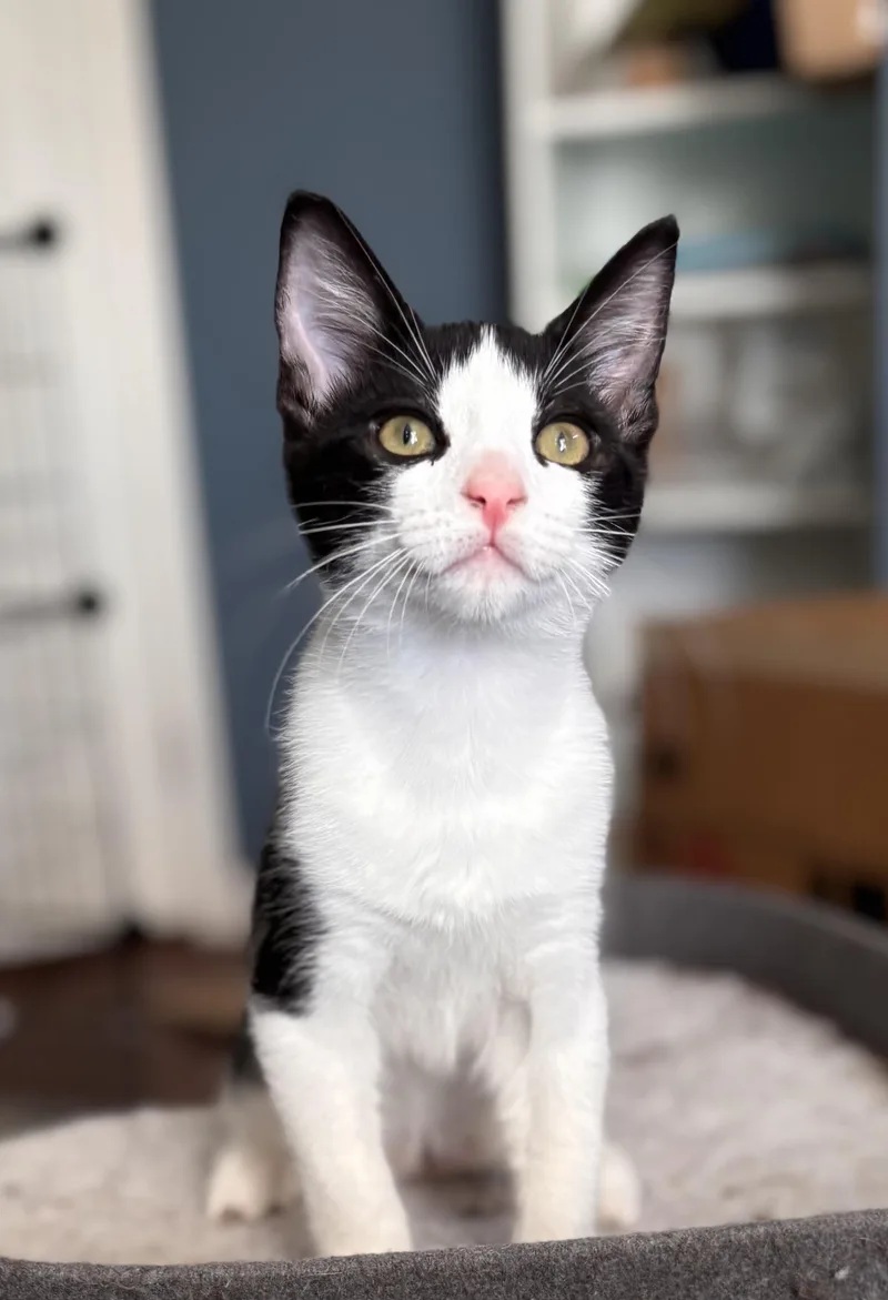 A baby medium-sized male Black & White / Tuxedo Domestic Short Hair cat named Tony Stark for adoption in Vacaville, CA