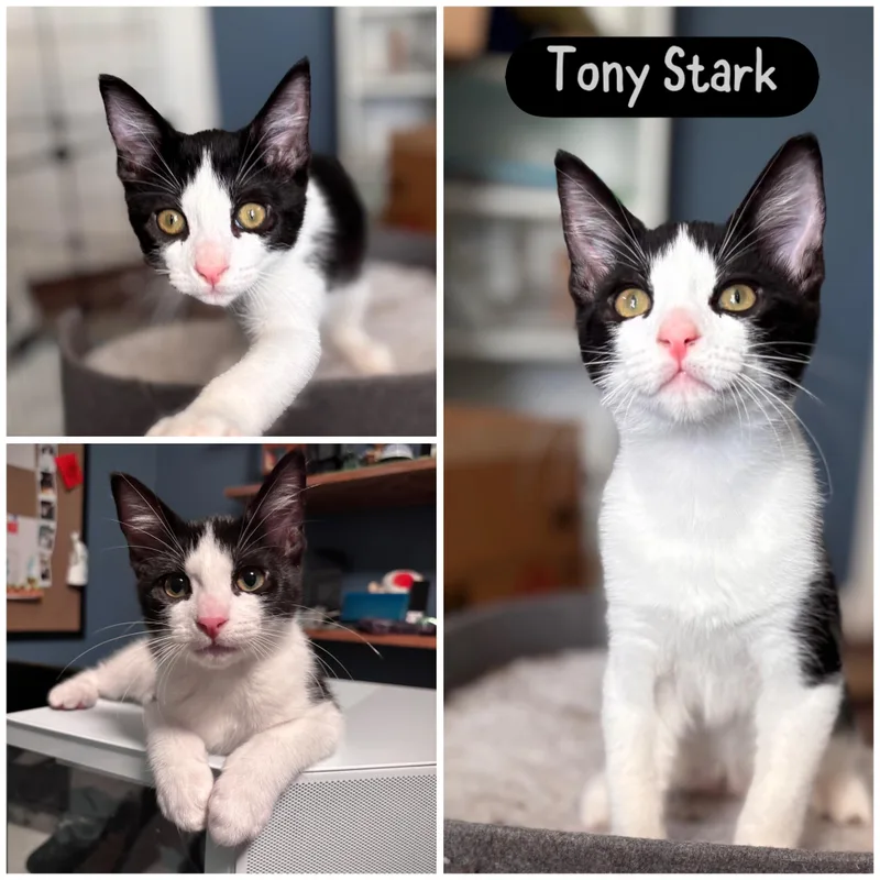 Tony Stark thumbnail 2