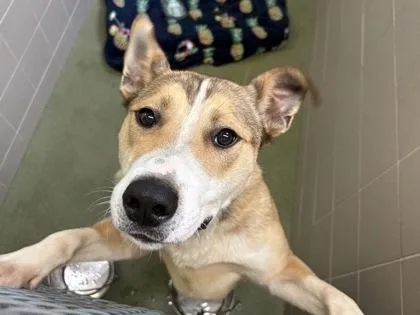 A young large-sized male Shepherd dog named Chowder for adoption in Woodbury, MN