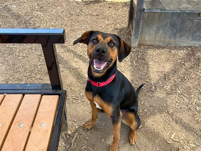A young large-sized female Doberman Pinscher dog named Cardi for adoption in Tustin, CA