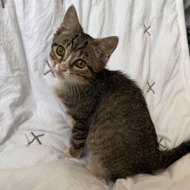 A baby small-sized female Brown / Chocolate Domestic Short Hair cat named Kita for adoption in Mount Juliet, TN