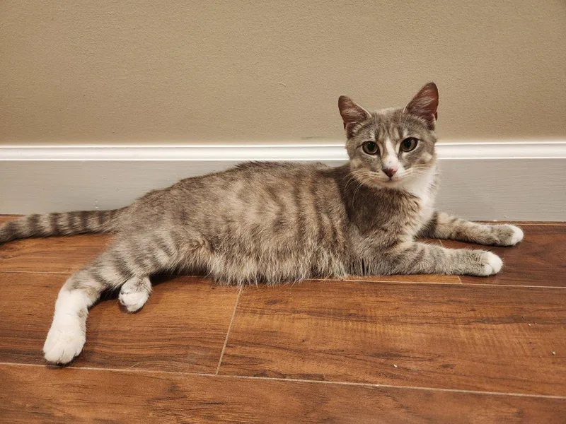 A young small-sized female Tabby (Gray / Blue / Silver) Domestic Short Hair cat named Selene for adoption in Raleigh, NC